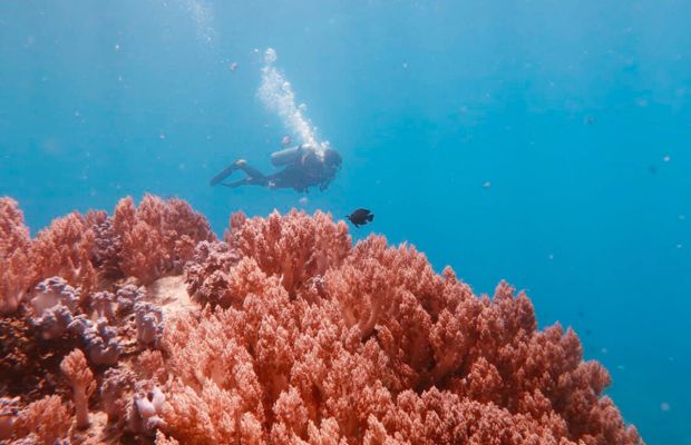 Snorkeling in the Mun Island